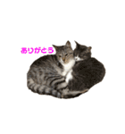 癒しのねこたち（個別スタンプ：11）