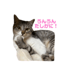 癒しのねこたち（個別スタンプ：13）