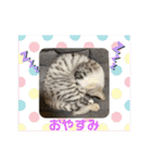 癒しのねこたち（個別スタンプ：14）