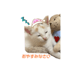 癒しのねこたち（個別スタンプ：15）