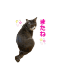 癒しのねこたち（個別スタンプ：17）