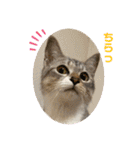 癒しのねこたち（個別スタンプ：18）