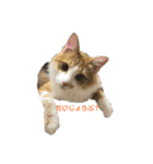 癒しのねこたち（個別スタンプ：19）