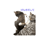 癒しのねこたち（個別スタンプ：20）