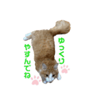 癒しのねこたち（個別スタンプ：21）