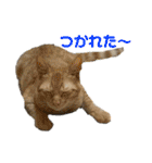 癒しのねこたち（個別スタンプ：22）