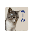 癒しのねこたち（個別スタンプ：23）