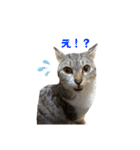 癒しのねこたち（個別スタンプ：25）