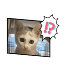癒しのねこたち（個別スタンプ：26）