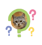 癒しのねこたち（個別スタンプ：27）