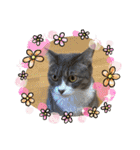 癒しのねこたち（個別スタンプ：28）