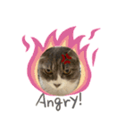 癒しのねこたち（個別スタンプ：32）