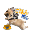 とふぁちゃんスタンプ（個別スタンプ：1）