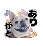 とふぁちゃんスタンプ（個別スタンプ：5）