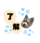 ヨークシャーテリア こうたのスタンプ（個別スタンプ：5）