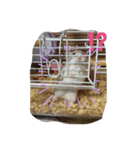 ハムハムスターズ（個別スタンプ：3）