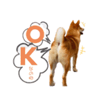 柴犬 もなかくん（個別スタンプ：1）
