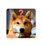 柴犬 もなかくん（個別スタンプ：3）