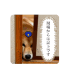 柴犬 もなかくん（個別スタンプ：4）