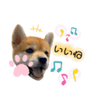 柴犬 もなかくん（個別スタンプ：5）