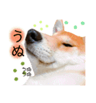 柴犬 もなかくん（個別スタンプ：6）