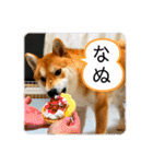 柴犬 もなかくん（個別スタンプ：7）