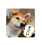 柴犬 もなかくん（個別スタンプ：8）