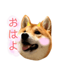 柴犬 もなかくん（個別スタンプ：9）