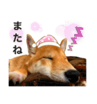 柴犬 もなかくん（個別スタンプ：10）