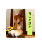 柴犬 もなかくん（個別スタンプ：11）