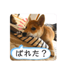 柴犬 もなかくん（個別スタンプ：12）