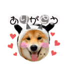 柴犬 もなかくん（個別スタンプ：13）