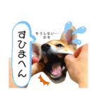 柴犬 もなかくん（個別スタンプ：14）