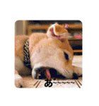 柴犬 もなかくん（個別スタンプ：15）