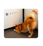 柴犬 もなかくん（個別スタンプ：16）