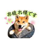 柴犬 もなかくん（個別スタンプ：17）