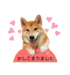 柴犬 もなかくん（個別スタンプ：18）