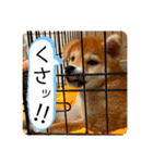 柴犬 もなかくん（個別スタンプ：19）