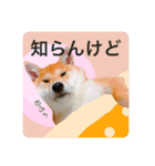 柴犬 もなかくん（個別スタンプ：20）