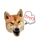 柴犬 もなかくん（個別スタンプ：21）