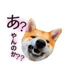 柴犬 もなかくん（個別スタンプ：22）