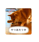 柴犬 もなかくん（個別スタンプ：23）