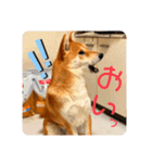 柴犬 もなかくん（個別スタンプ：24）