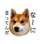 柴犬 もなかくん（個別スタンプ：25）