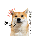 柴犬 もなかくん（個別スタンプ：26）