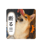 柴犬 もなかくん（個別スタンプ：27）