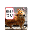 柴犬 もなかくん（個別スタンプ：28）
