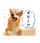 柴犬 もなかくん（個別スタンプ：29）