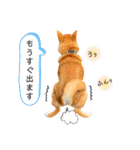 柴犬 もなかくん（個別スタンプ：30）