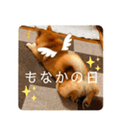 柴犬 もなかくん（個別スタンプ：31）
